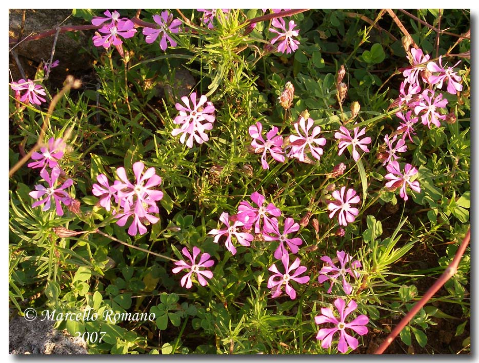 Silene colorata / Silene colorata